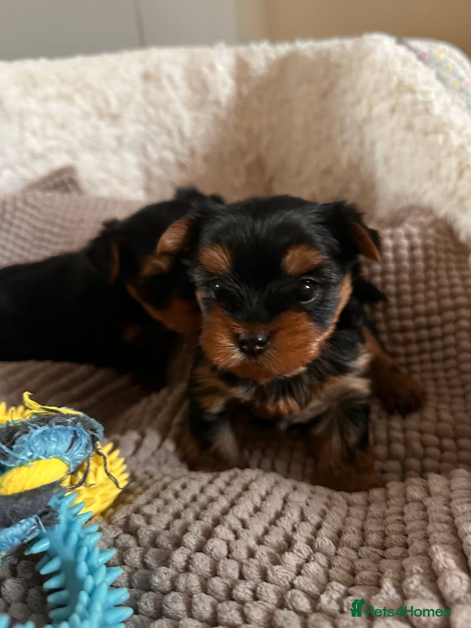 Yorkshire Terrier dogs for sale:  KC Registered Yorkshire Terrier Puppies  - Advert 16