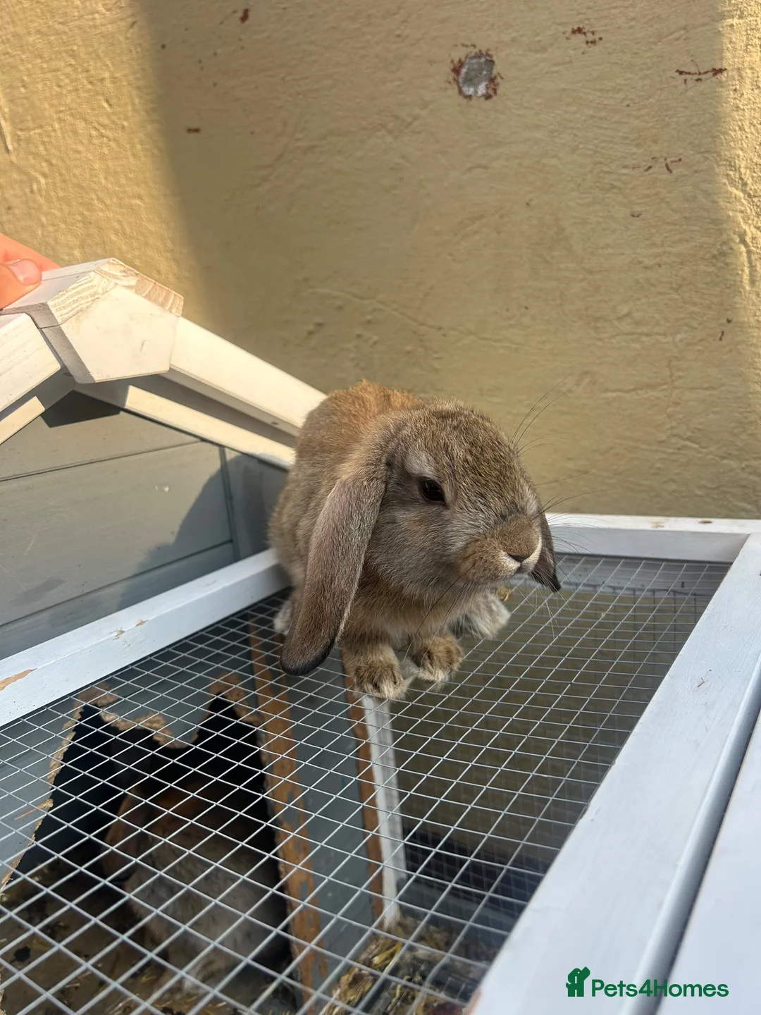 Mini Lop rabbits for sale: Mini lop male  - Advert 2