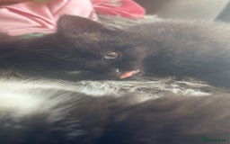 Mixed Breed cats for sale: 6 mixed breed / british shorthair kittens - Image 11