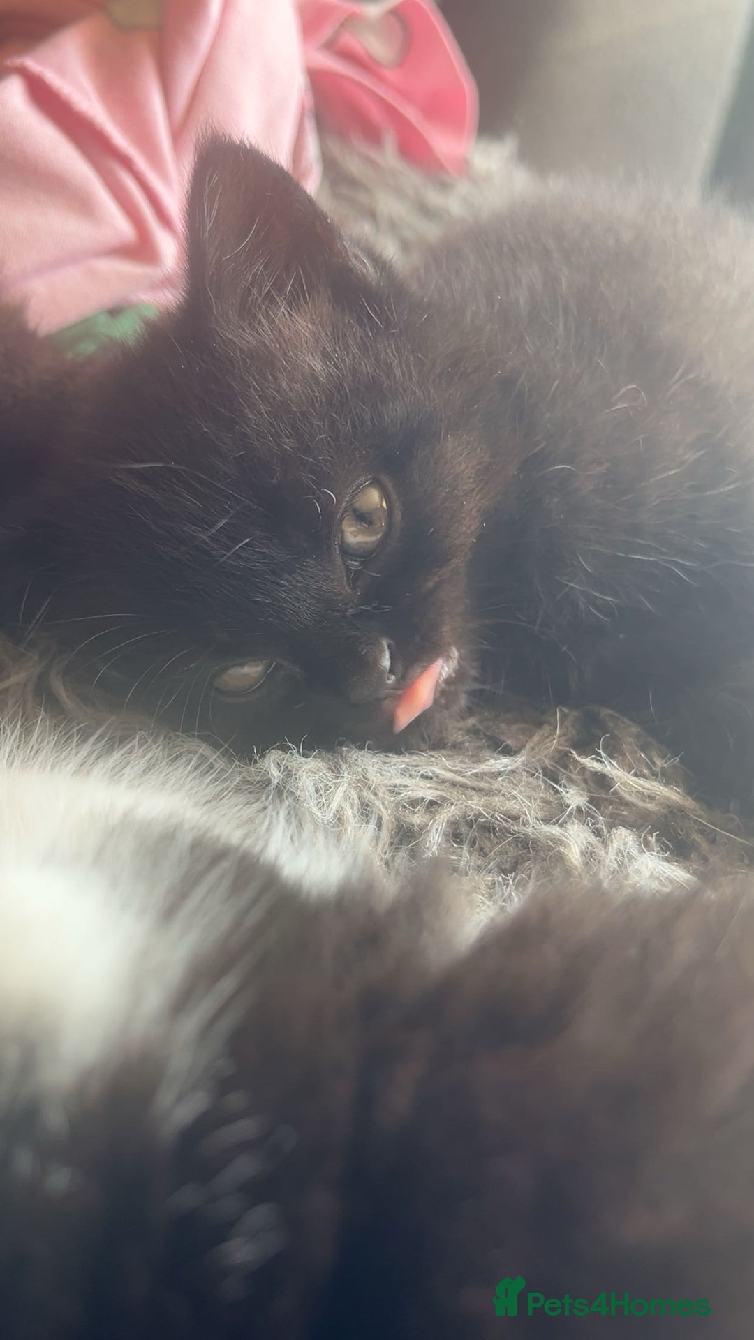 Mixed Breed cats for sale: 6 mixed breed / british shorthair kittens - Image 11