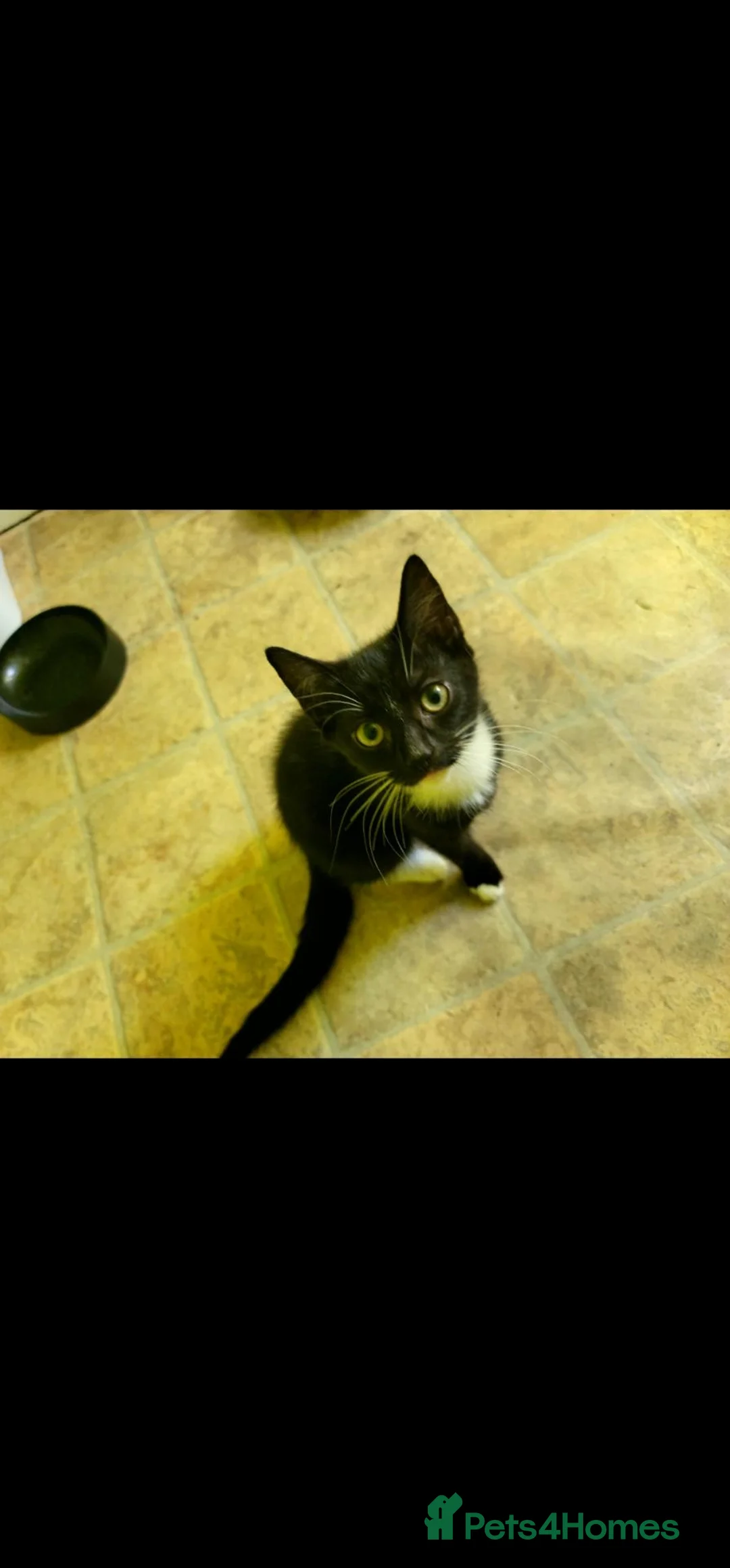Mixed Breed cats for sale: Kitten wait for new home in Peterborough - Advert 2