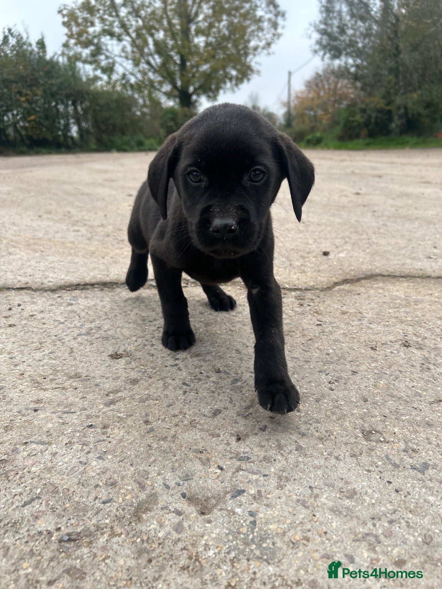 Labrador Retriever dogs for sale: KC LABRADOR RETRIEVER PUPPIES - Advert 2
