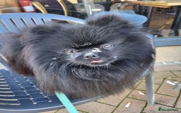 Pomeranian dogs for stud: Beautiful black teddy face KC pom stud - Image 7