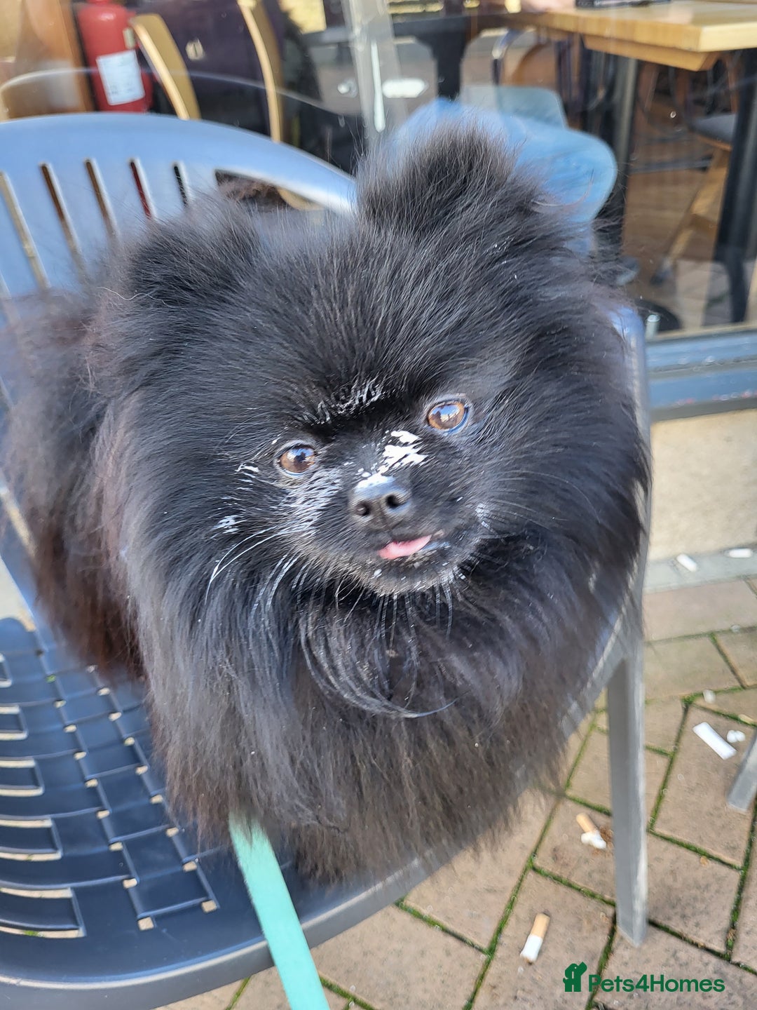 Pomeranian dogs for stud: Beautiful black teddy face KC pom stud - Image 7