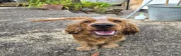 Cocker Spaniel dogs for sale: Cocker spaniel pup in Newton Abbot - Advert 3