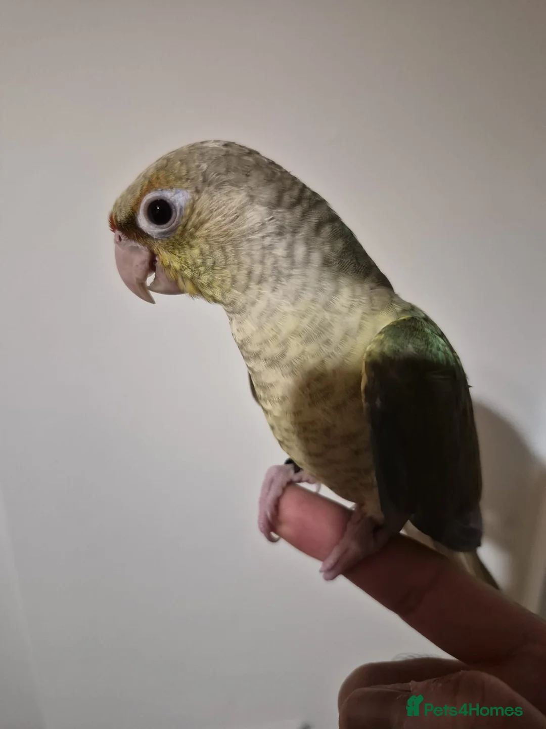 Budgerigars birds for sale: Beautiful Baby Dilute Conure  - Advert 4
