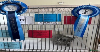 British Shorthair cats in Ferndale - Advert 2