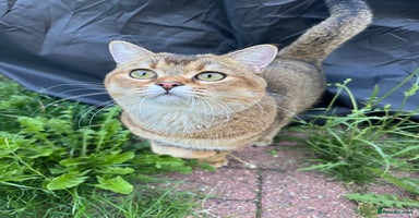 Scottish Fold cats - Advert 13