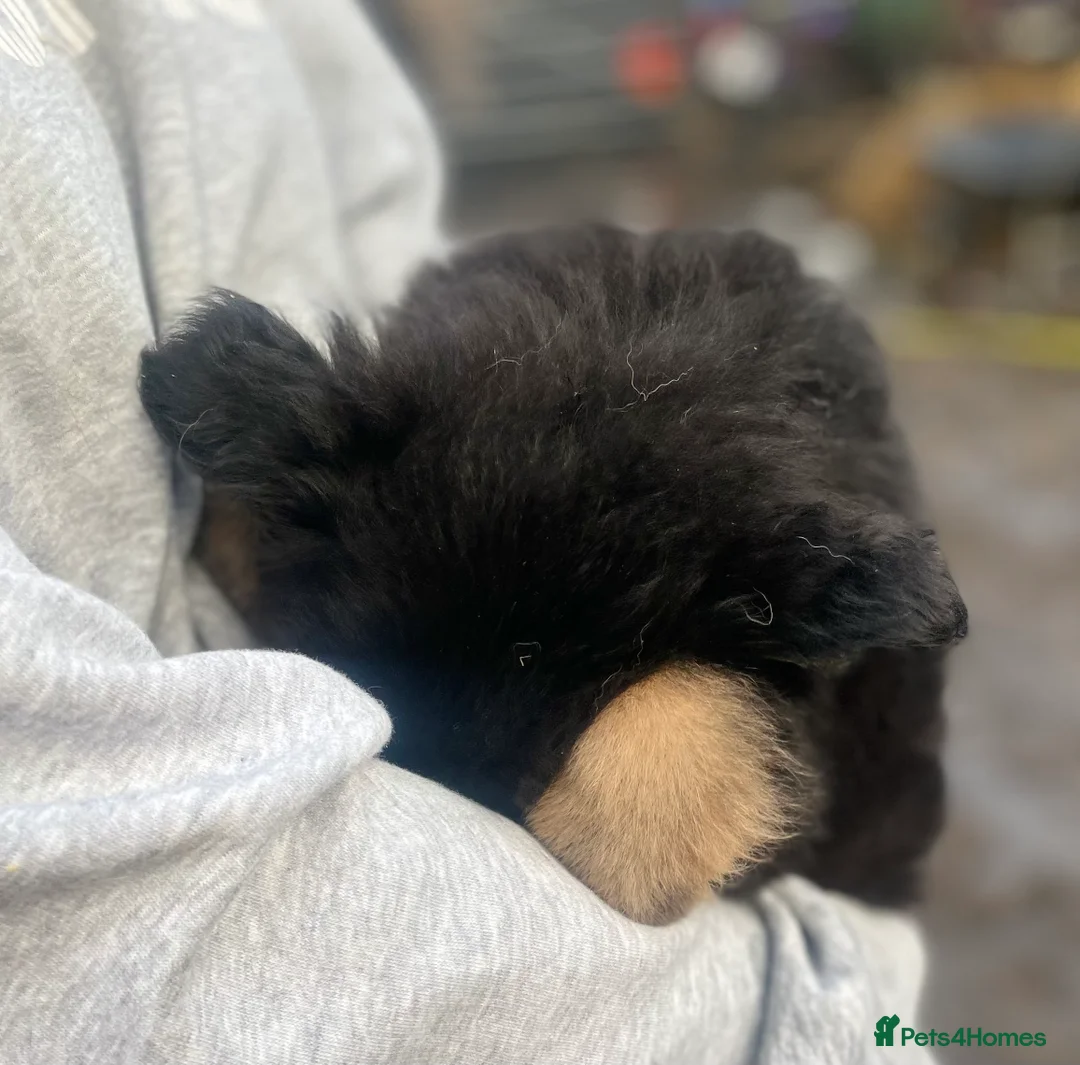 Shepsky dogs for sale: German Shepherd cross Husky Puppies  - Advert 3