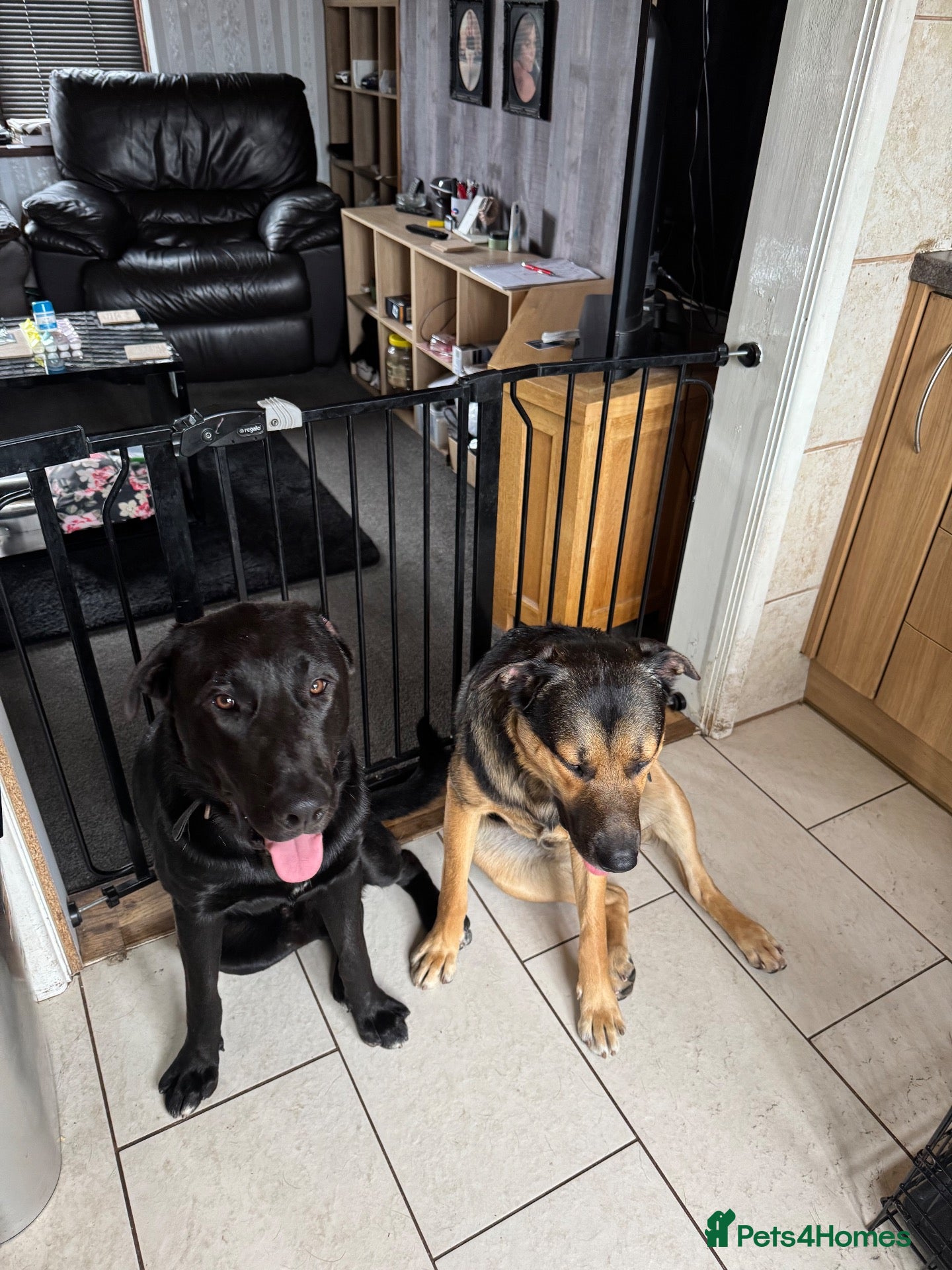 Mixed Breed dogs new home for both boys - Advert 1