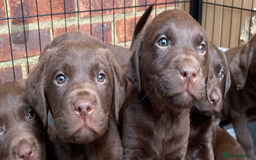 Labrador Retriever dogs for sale: Chunky Chocolate Labrador Puppies - Advert 8