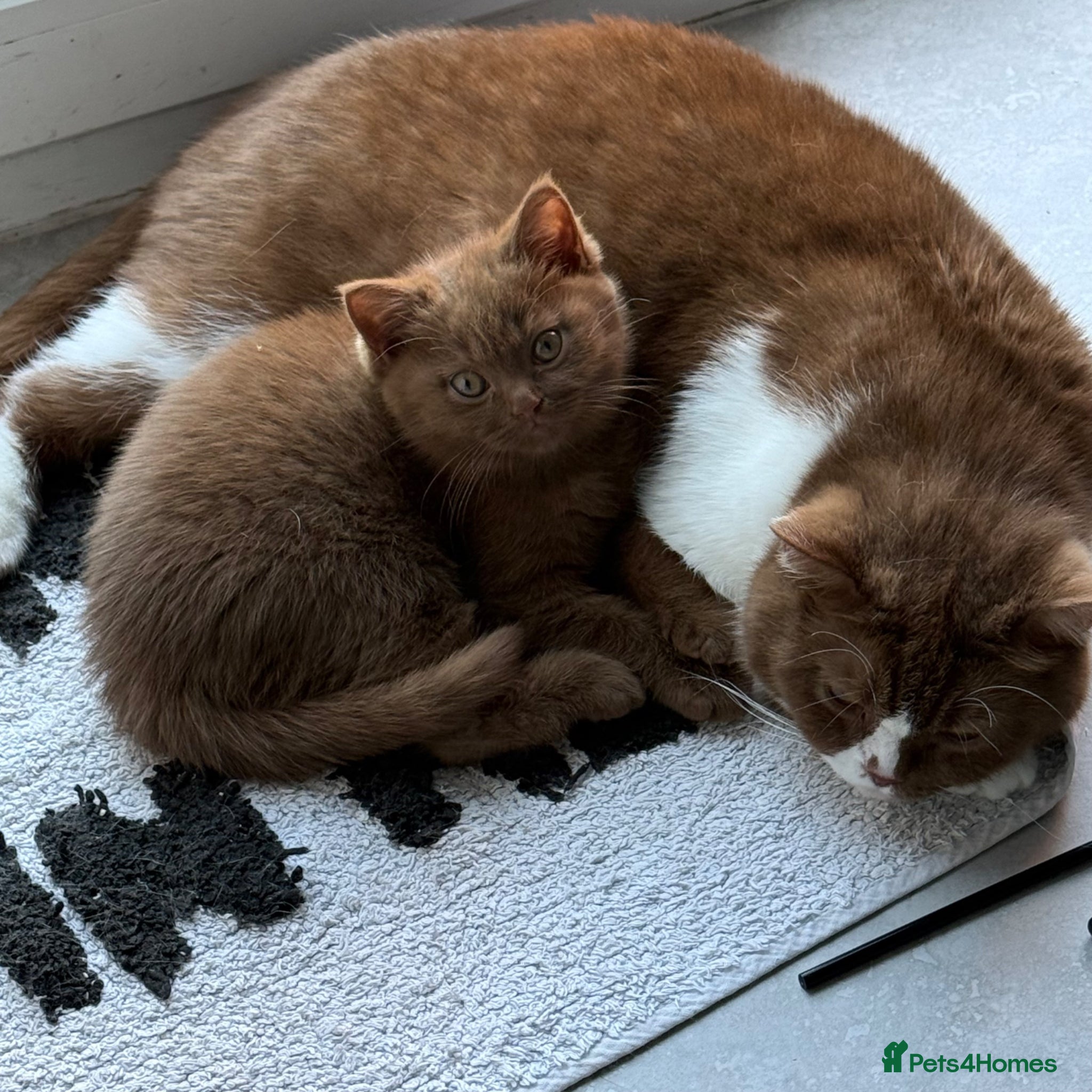 British Shorthair cats Cinnamon gccf boy - Advert 10