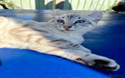 Keetso cats for sale: Breath taking polydactyl curled eared girl  - Image 26