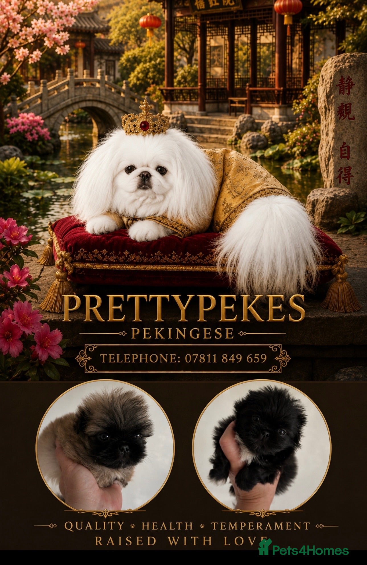 Pekingese dogs 💙 TINY SLEEVE MALES AVAILABLE 💙 - Advert 4