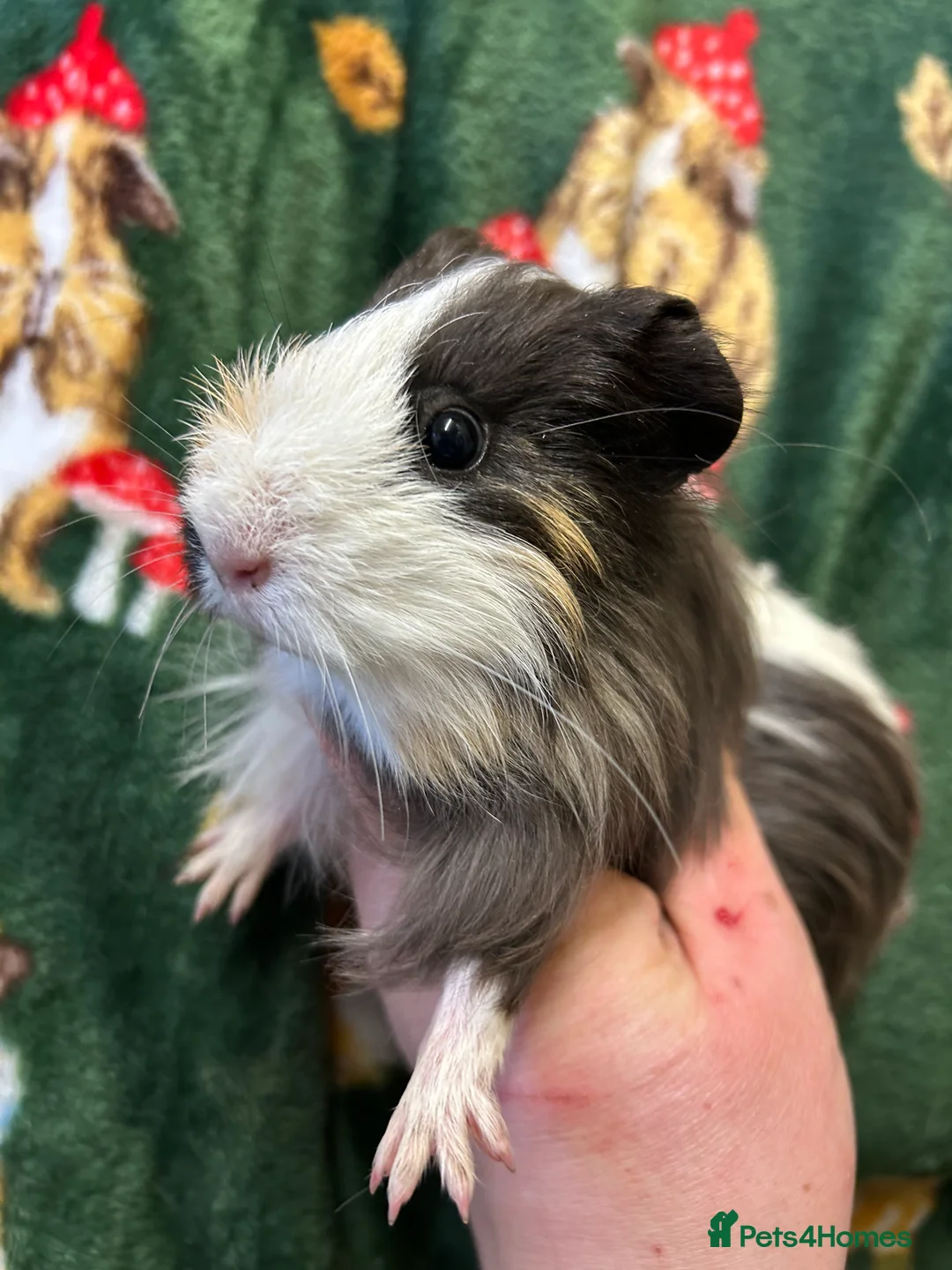 Guinea Pig rodents for sale: Baby female Guineapigs  - Advert 3