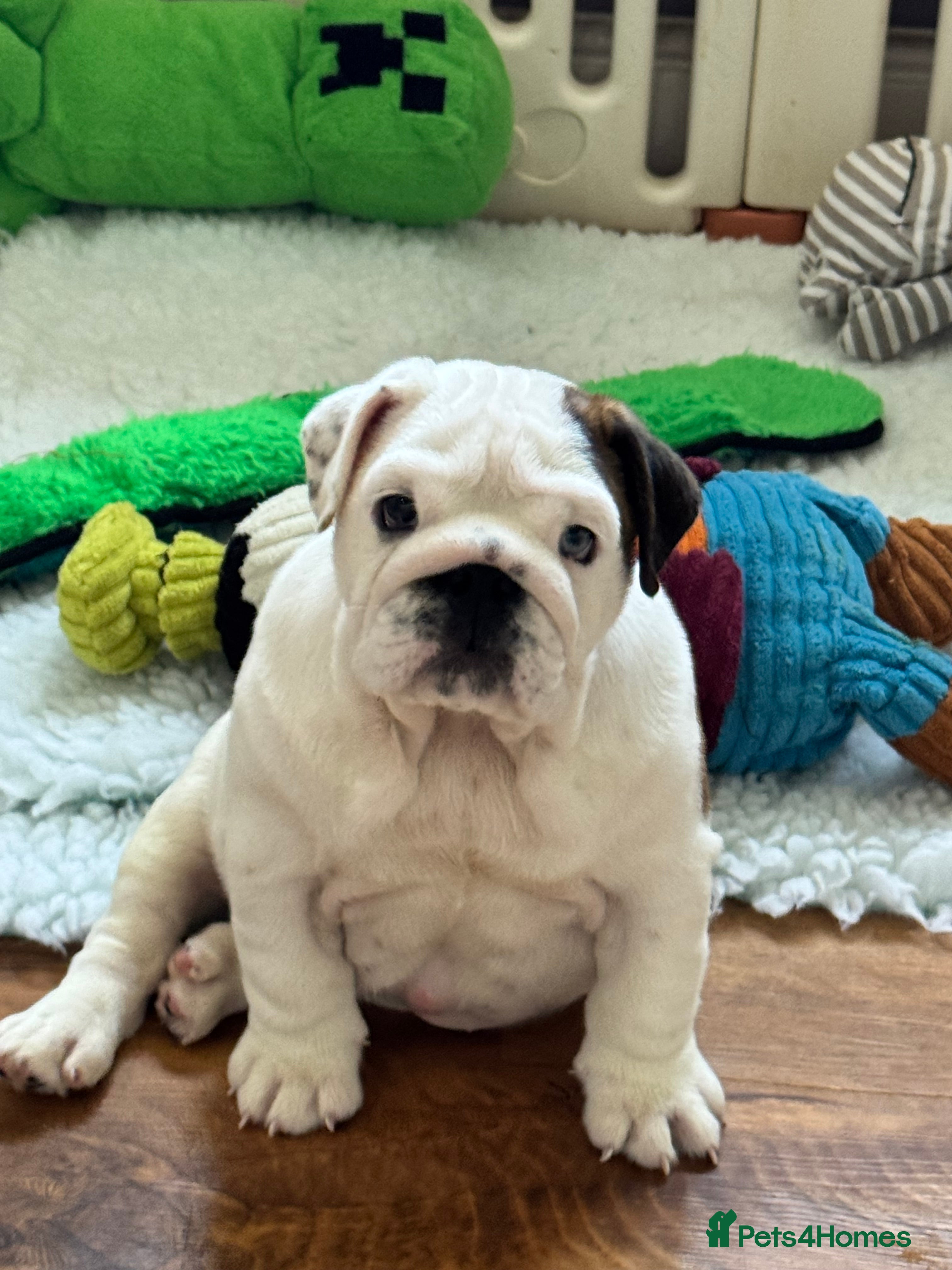 English Bulldog dogs Beautiful KC Reg Bulldog Puppies - Advert 10