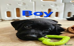 Labrador Retriever dogs for sale: 7 STUNNING BLACK LABRADOR PUPPIES - Image 5