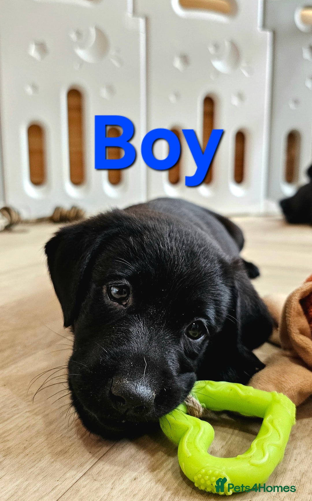Labrador Retriever dogs for sale: 7 STUNNING BLACK LABRADOR PUPPIES - Image 5