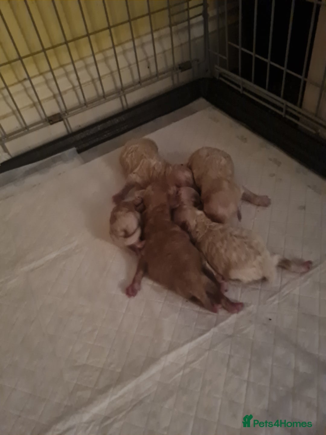 Cavapoo dogs for sale: 5 beautiful cavapoos for sale - Image 6