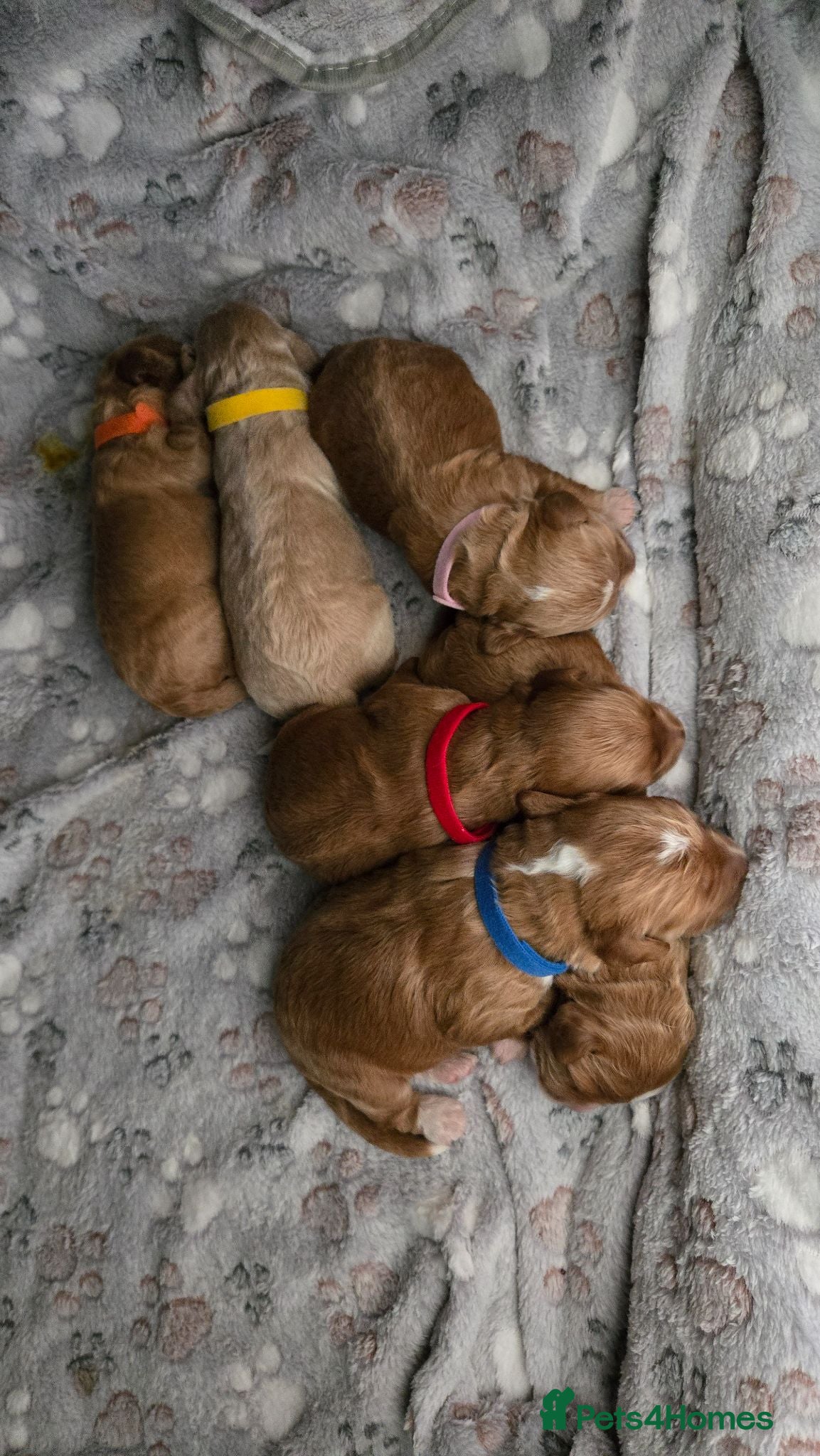 Cockapoo dogs Cockerpoos puppies for sale - Advert 14