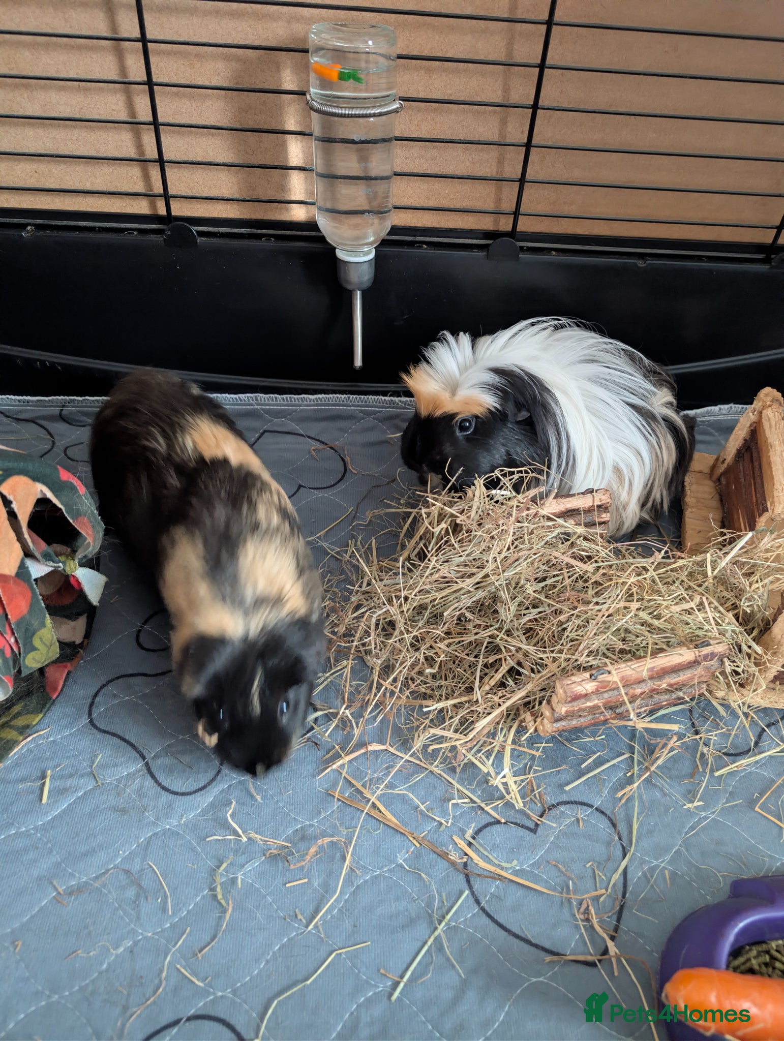Guinea Pig rodents for sale: 2 female guinea pigs  in Prestonpans - Advert 5