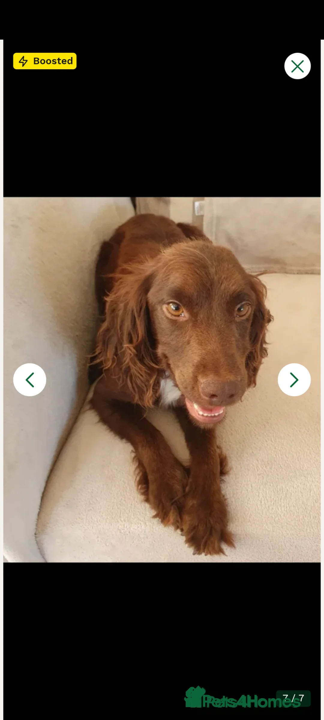 Cocker Spaniel dogs for sale: Female Cocker Spaniel Puppy 🐾 in Dover - Advert 2