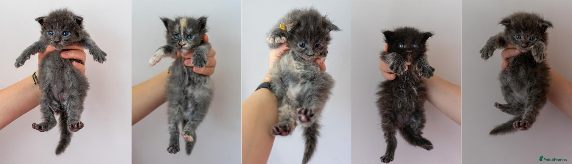 Maine Coon cats Tica Stunning Maine Coon Kittens XL Bloodlines - Advert 16