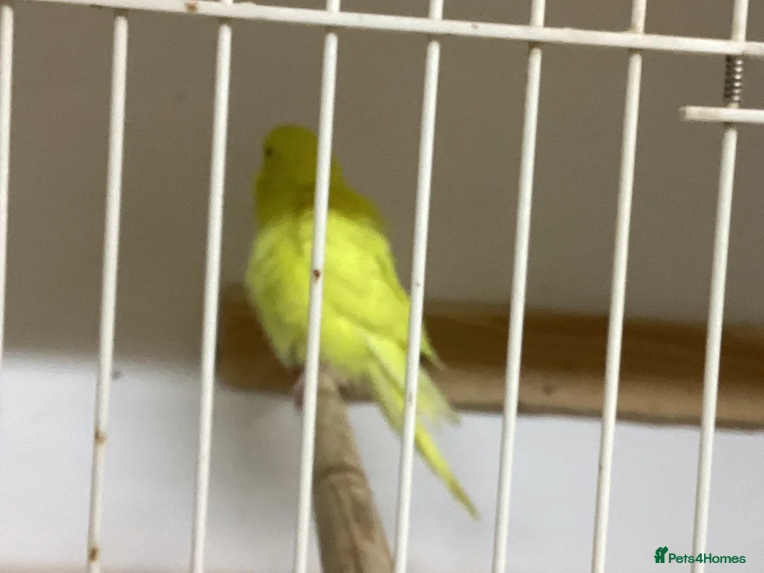 Budgerigars birds for sale: 5 baby budgies  - Advert 2