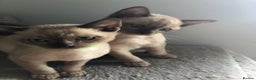 Tonkinese cats for sale: Tonkinese  - Advert 3