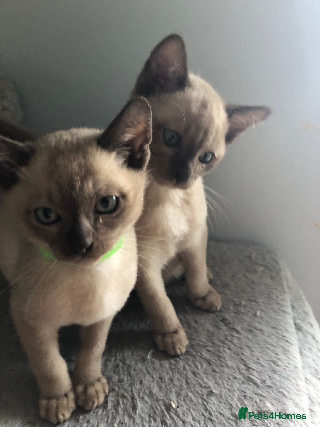 Tonkinese cats for sale: Tonkinese  - Advert 3