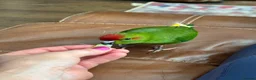Parrots birds for sale: Four kakarikis in Usk - Advert 9