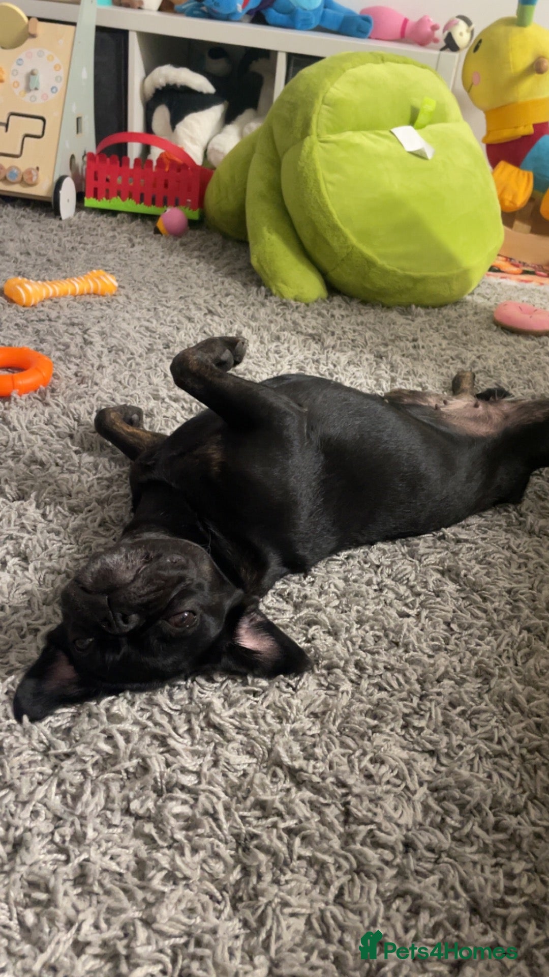 Frug dogs Lola (she is free)  - Advert 3