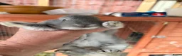 Chinchilla rabbits for sale: little bundles of love ❤️ needing forever homes  - Advert 7