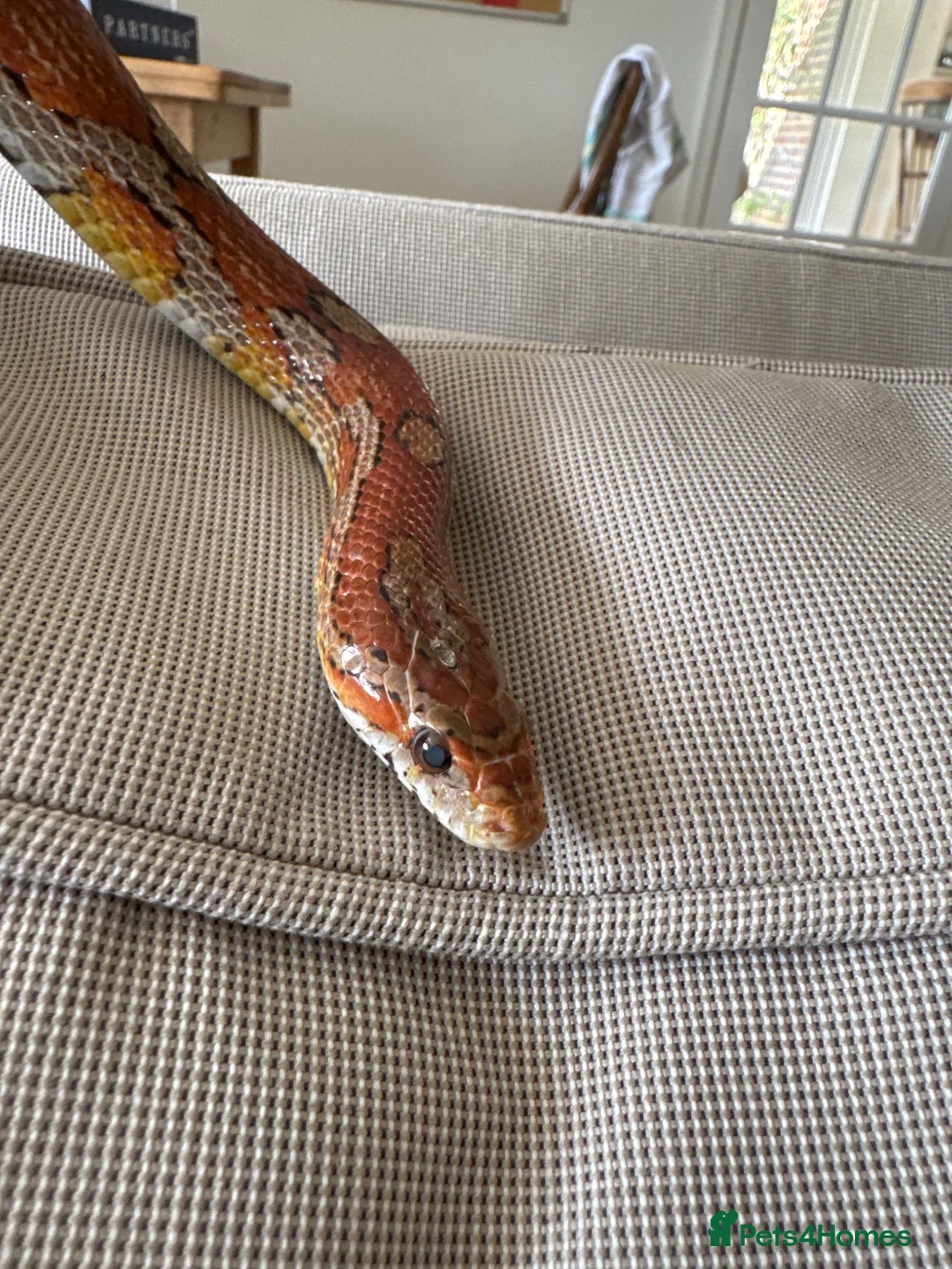Corn Snake reptiles for sale: Male corn snake for loving home. - Advert 1