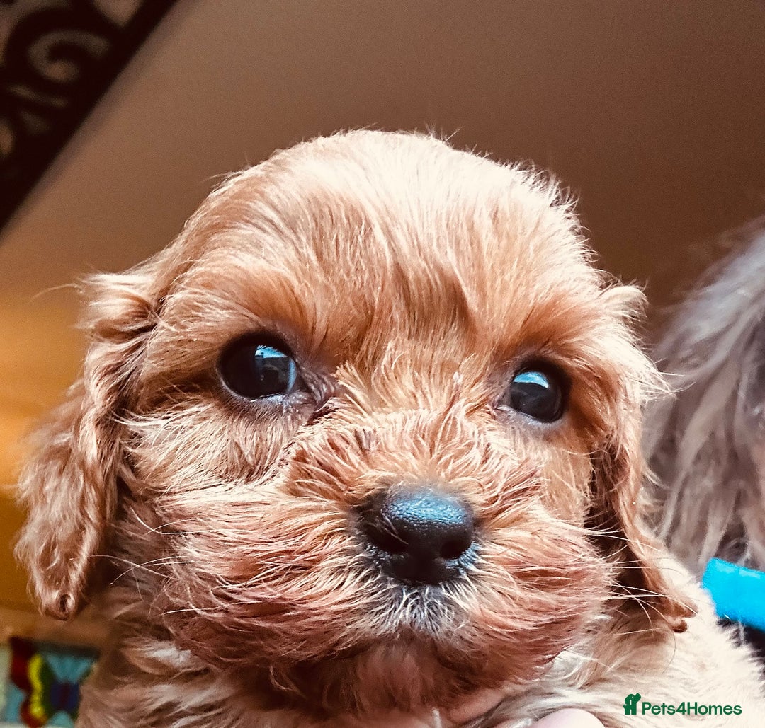 Cavapoo dogs for sale: Bright red not to curly f1 Cavapoo’s  - Advert 27