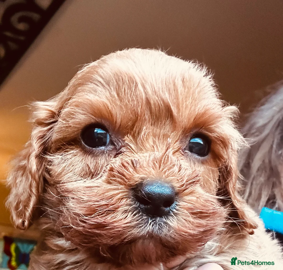 Cavapoo dogs for sale: Bright red not to curly f1 Cavapoo’s  - Advert 25