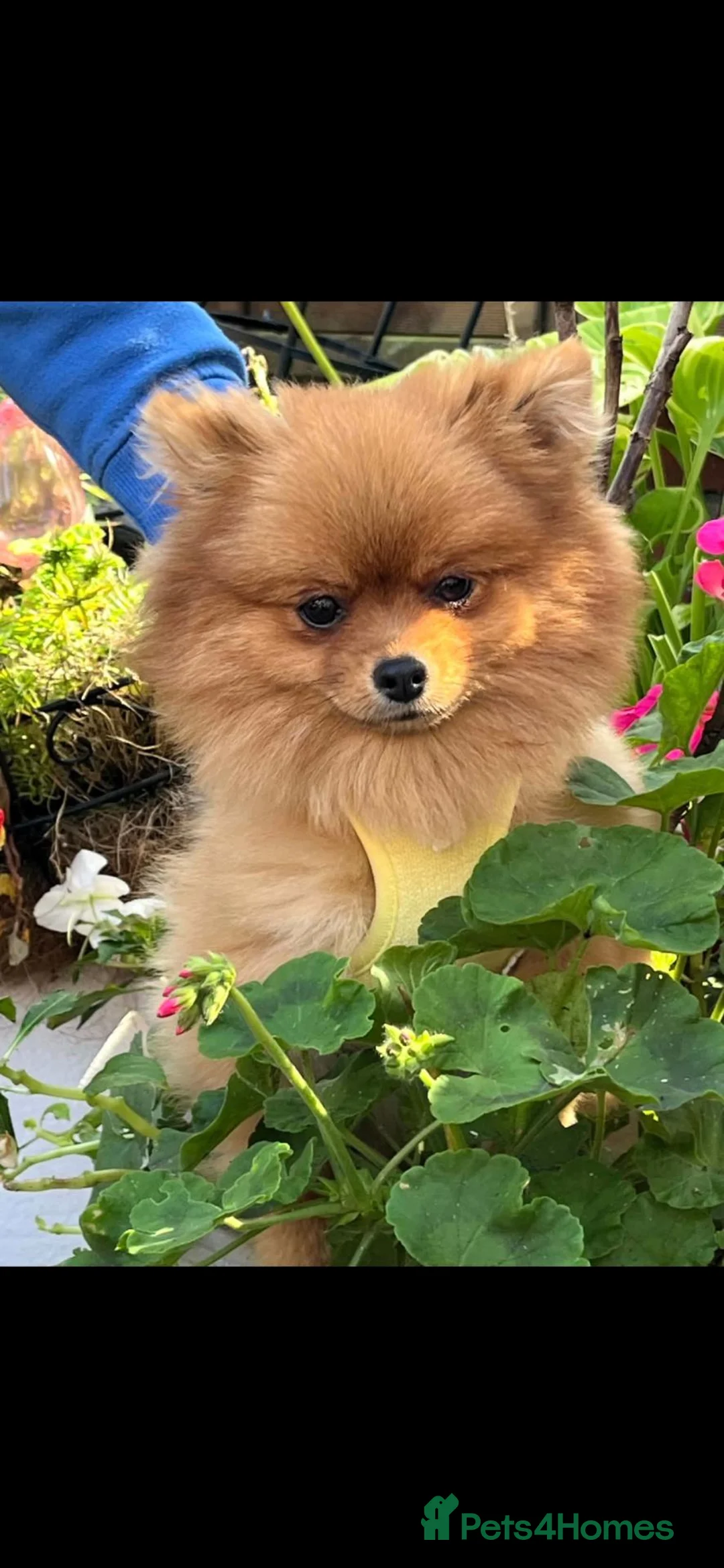 Pomeranian dogs for sale: Stunning pomeranian female  - Advert 1