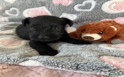 Miniature Schnauzer dogs for sale: Beautiful KC miniature Schnauzers  - Advert 34