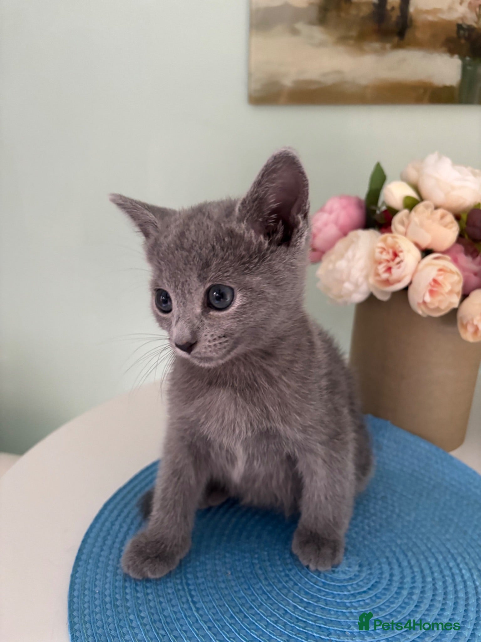 Russian Blue cats PURE PEDIGREE RUSSIAN BLUE KITTENS INSTAGRAM STARS - Advert 2