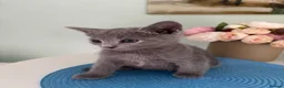 Russian Blue cats for sale: PURE PEDIGREE RUSSIAN BLUE KITTENS INSTAGRAM STARS - Advert 8
