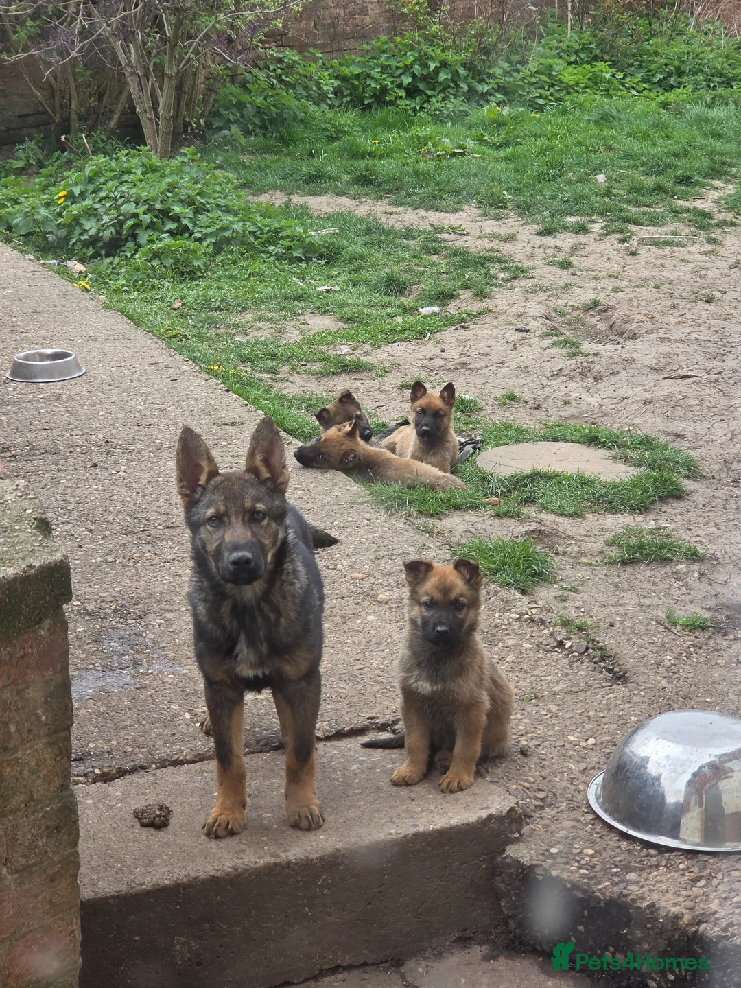 Belgian Shepherd Dog dogs for sale: Belgian malinois puppies - Advert 7