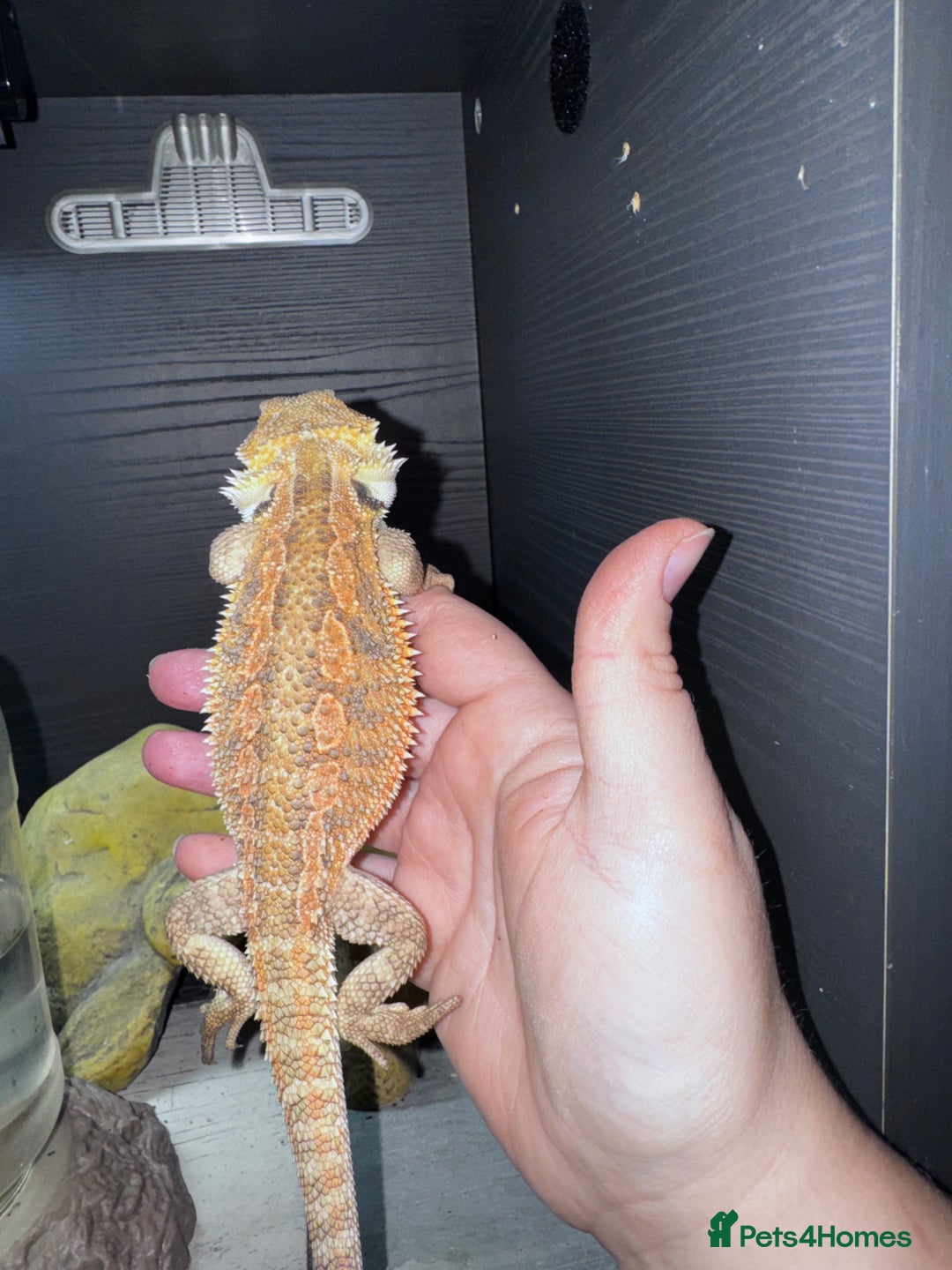 Gecko reptiles for sale: Lizards for rehome  - few to choose from  in Nottingham - Advert 18