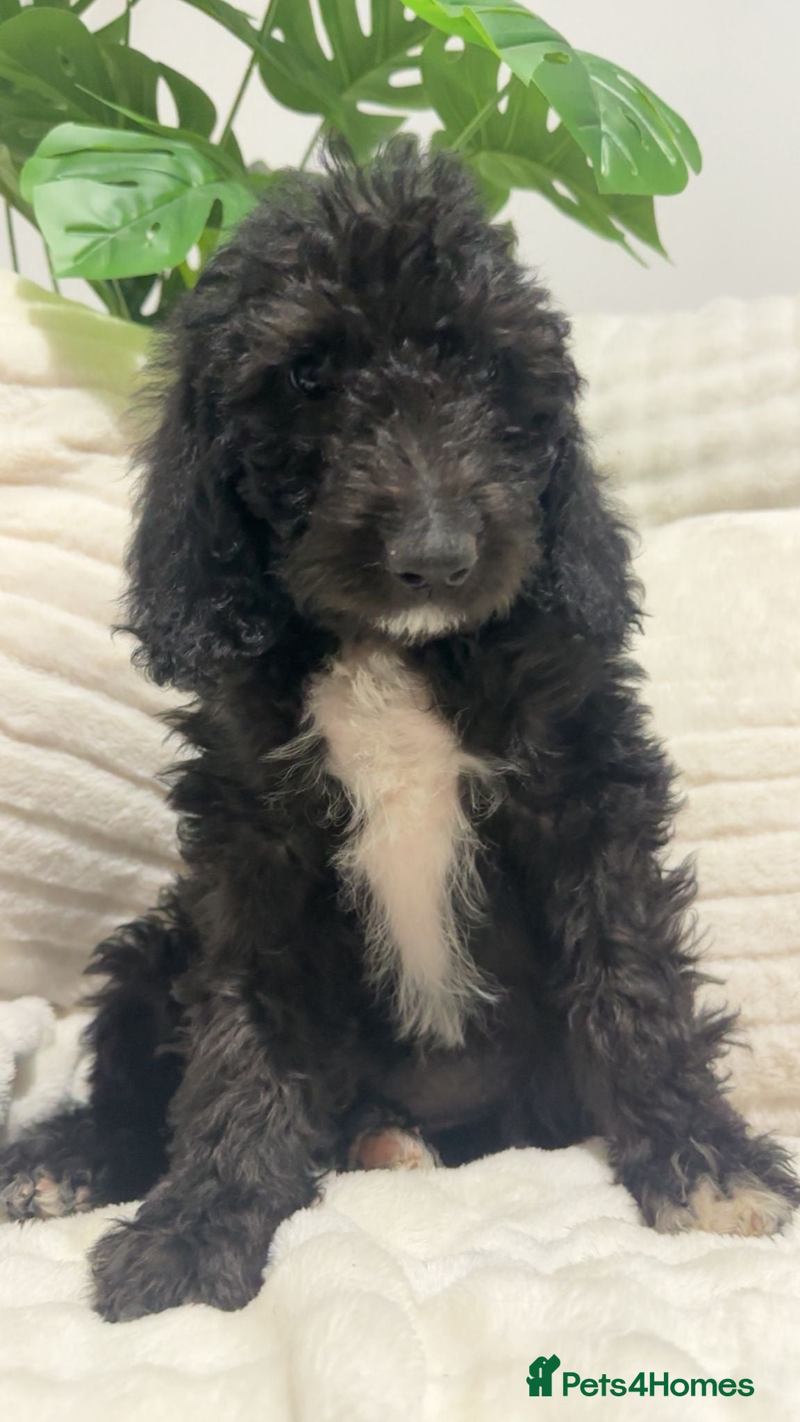 Australian Labradoodle dogs Australian Labradoodles⭐️ 3 black females left⭐️ - Advert 5