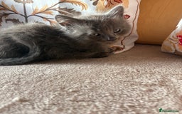 Mixed Breed cats for sale: Grey kittens for sale - Image 11