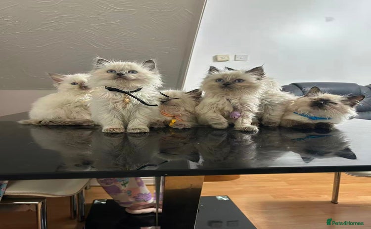 Ragdoll cats Male£500, female£600 - Advert 5