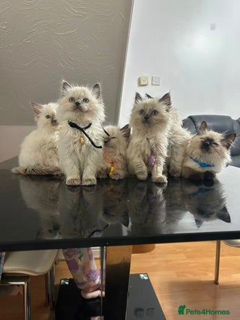 Ragdoll cats Male£500, female£600 - Advert 5
