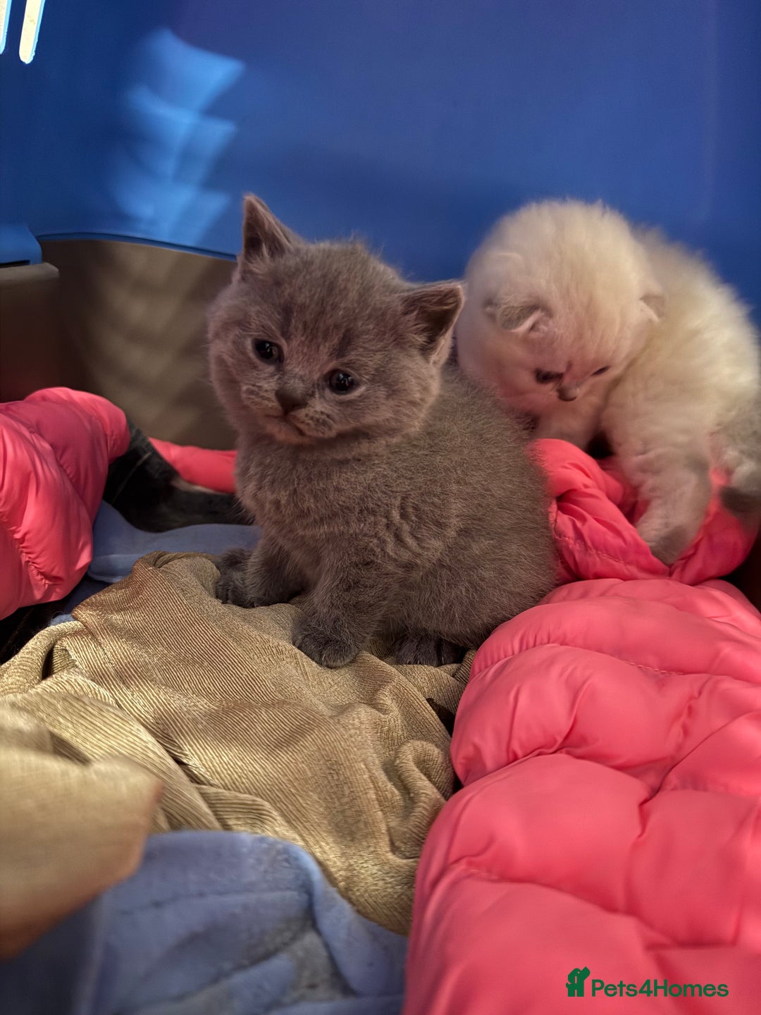 Scottish Fold cats for sale: Scottish fold&straight kittens ready for reservati - Advert 5