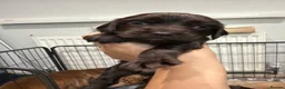 Cocker Spaniel dogs for sale: 6 adorable cocker spaniel puppies  - Advert 3