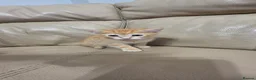 American Shorthair cats for sale: American ShortHair Kitten - Advert 3