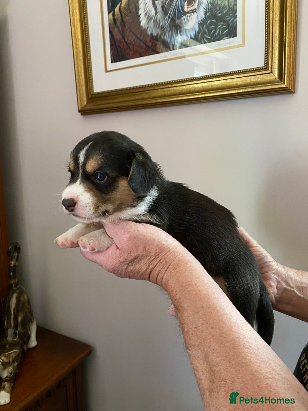 Welsh Corgi Cardigan dogs for sale: WELSH CARDIGAN CORGI BABIES - Advert 22